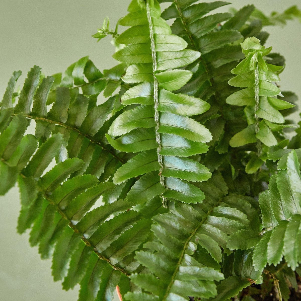 Fern 'Jester's Crown' Indoor Plant - Mental Houseplants™