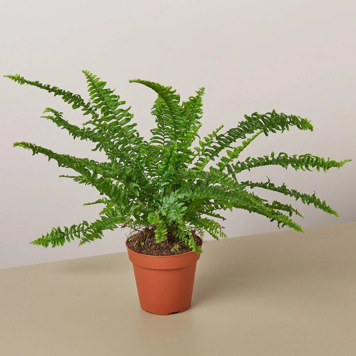 Fern 'Jester's Crown' Indoor Plant - Mental Houseplants™