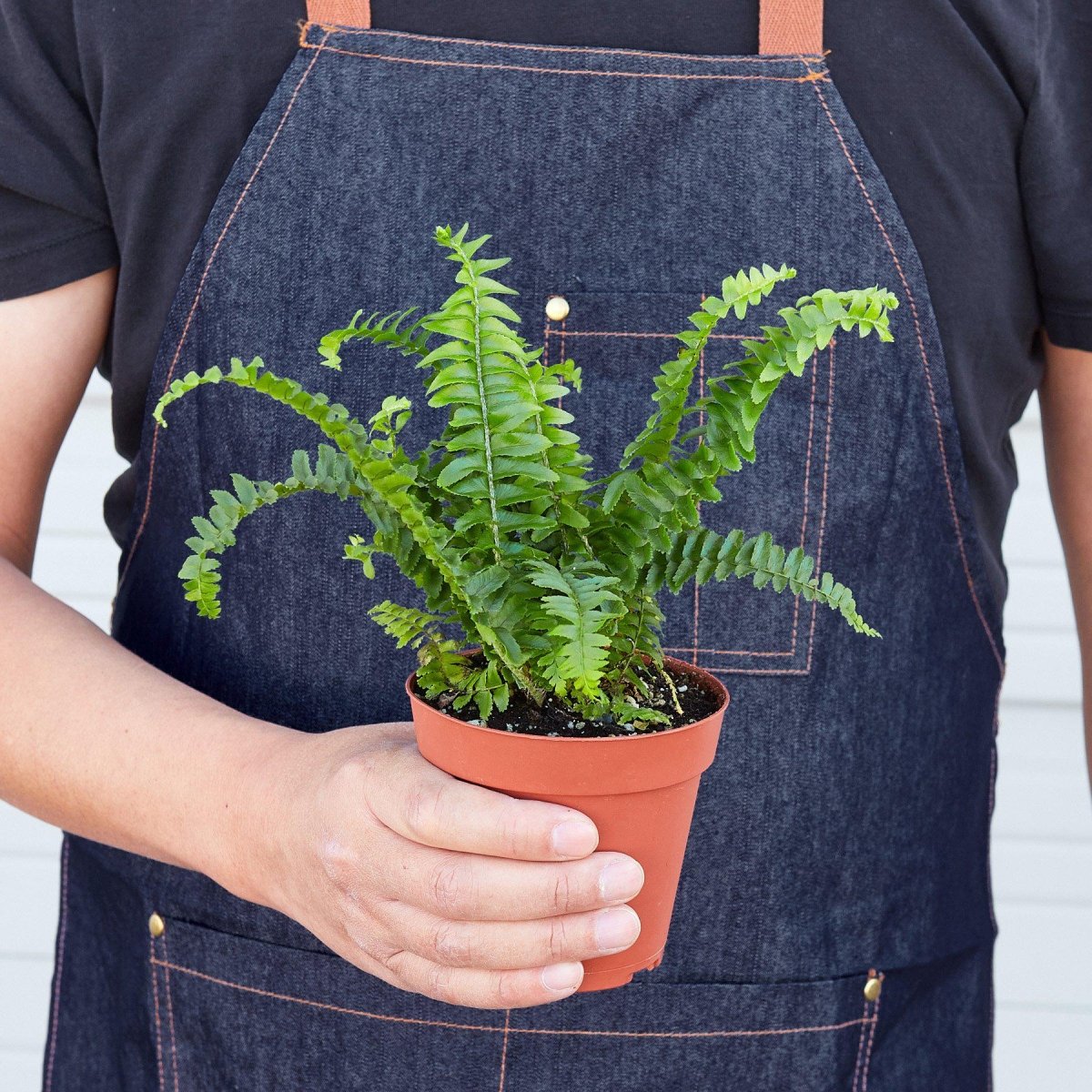 Fern 'Jester's Crown' Indoor Plant - Mental Houseplants™