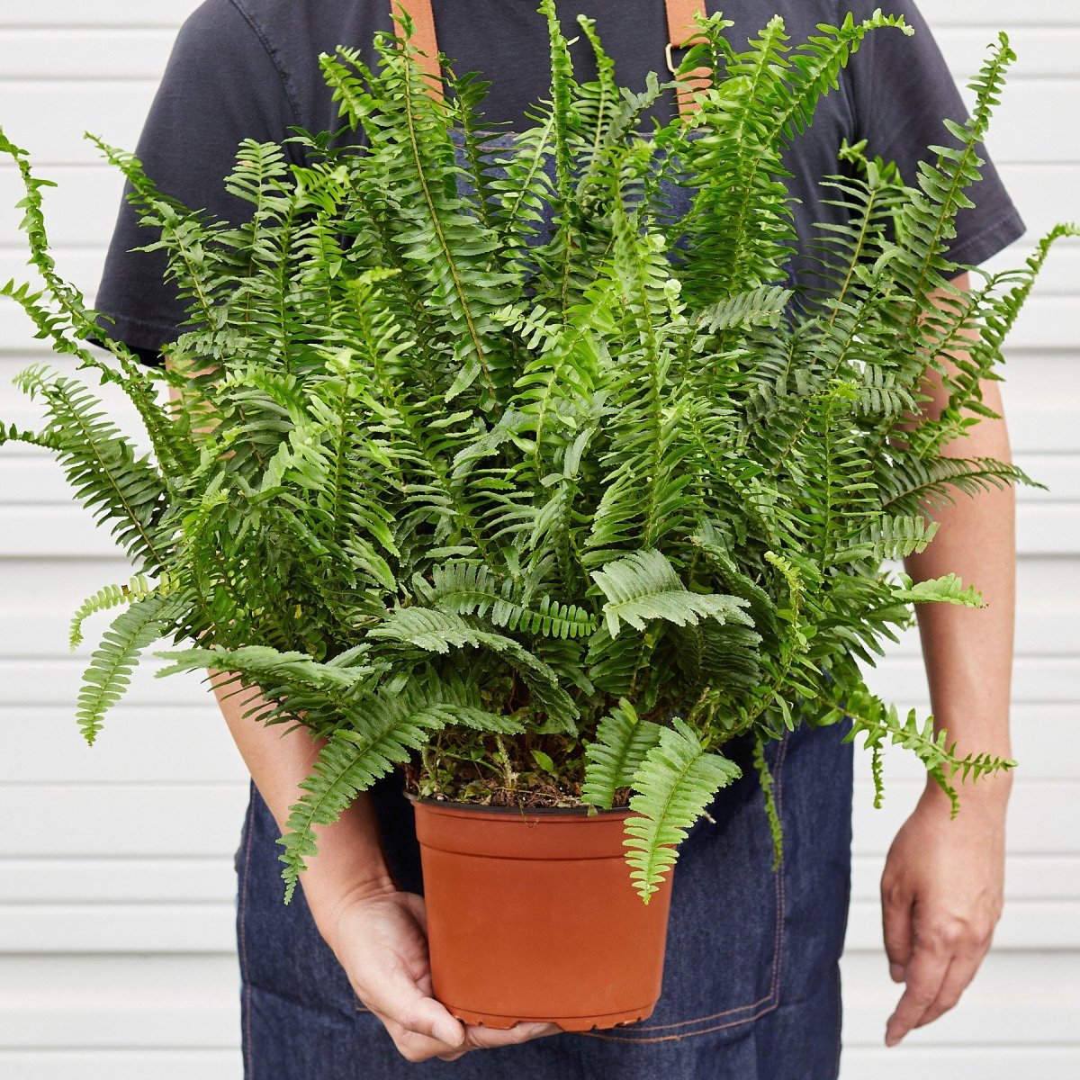 Fern 'Jester's Crown' Indoor Plant - Mental Houseplants™