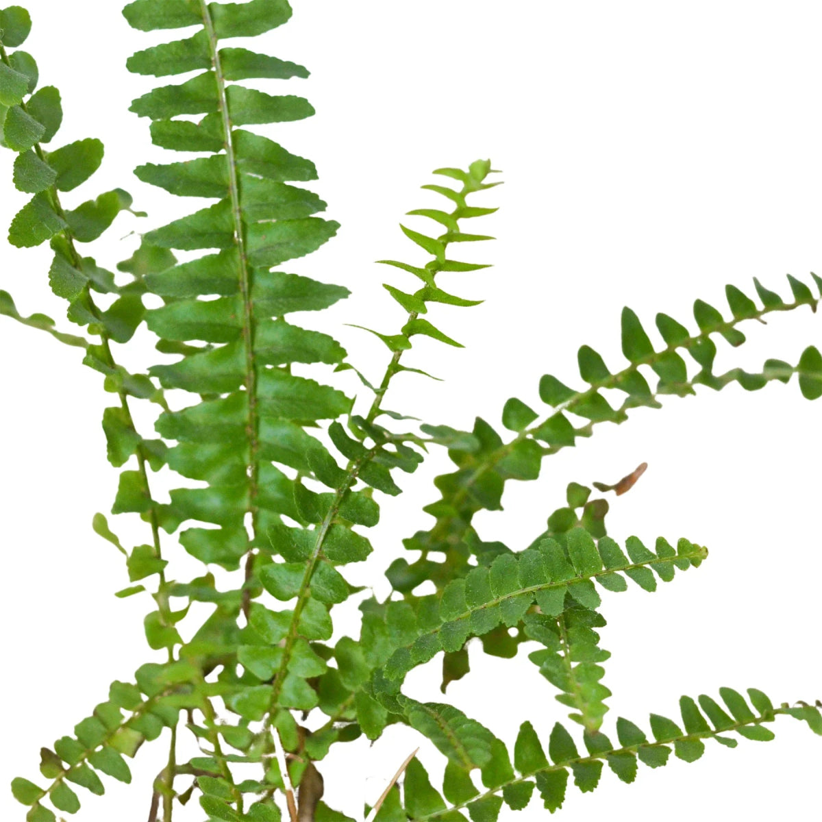 Fern 'Jester's Crown' Indoor Plant - Mental Houseplants™