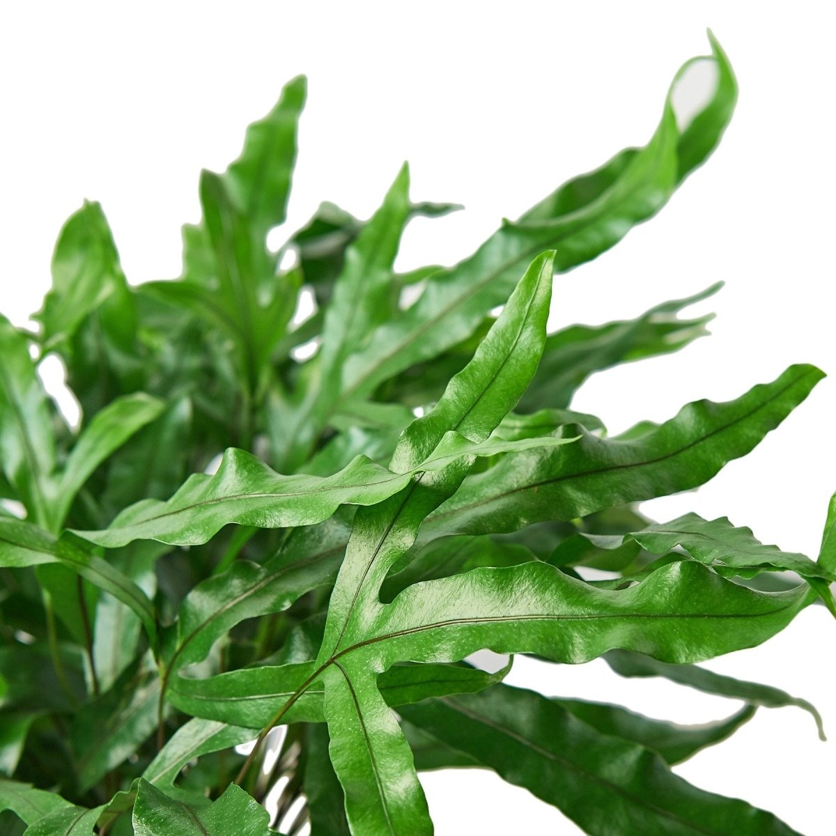 Fern 'Kangaroo Paw' Indoor Plant - Mental Houseplants™