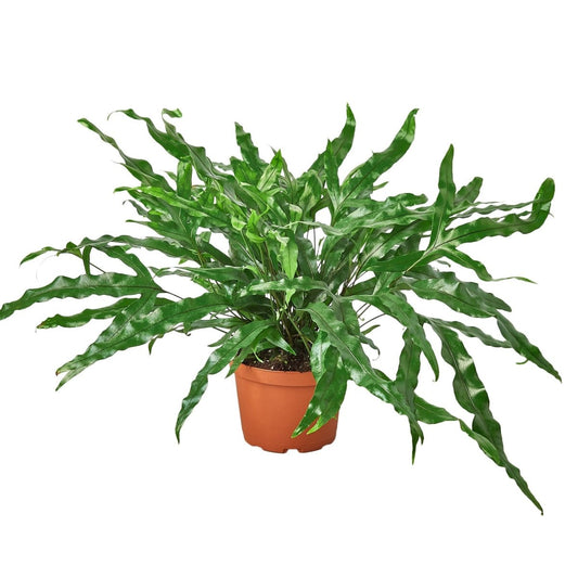 Fern 'Kangaroo Paw' Indoor Plant - Mental Houseplants™