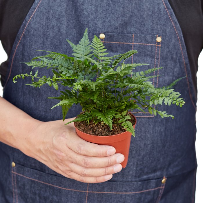 Fern 'Korean Rock' Indoor Plant - Mental Houseplants™