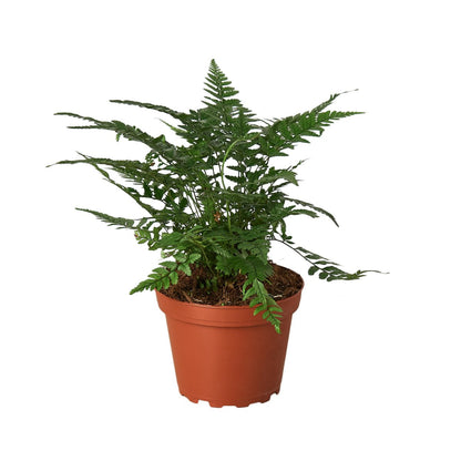 Fern 'Korean Rock' Indoor Plant - Mental Houseplants™