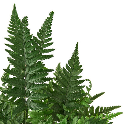 Fern 'Korean Rock' Indoor Plant - Mental Houseplants™