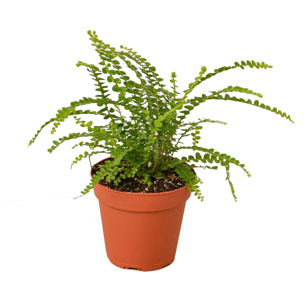 Fern 'Lemon Button' Indoor Plant - Mental Houseplants™