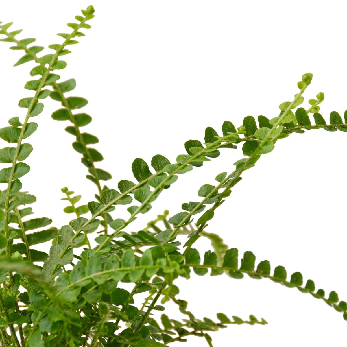 Fern 'Lemon Button' Indoor Plant - Mental Houseplants™