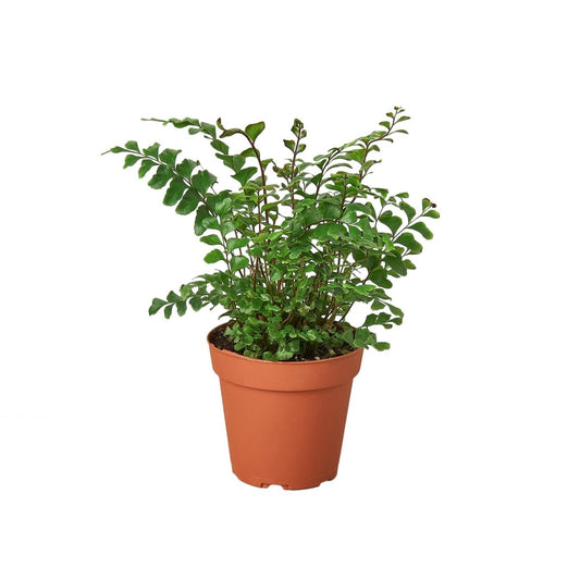 Fern 'Mahogany' Indoor Plant - Mental Houseplants™