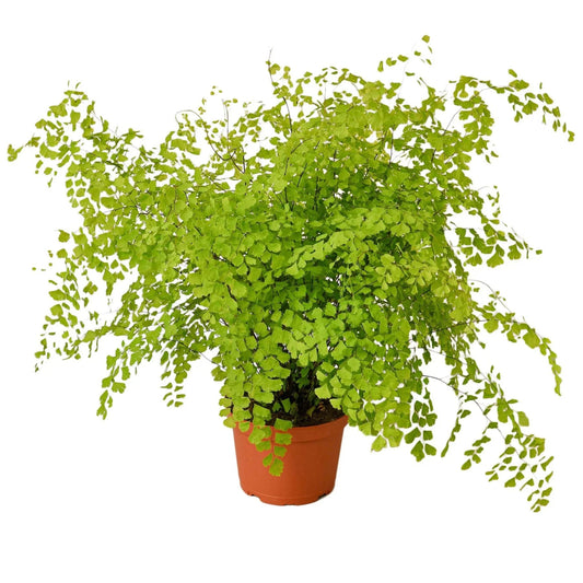 Fern 'Maidenhair' Indoor Plant - Mental Houseplants™