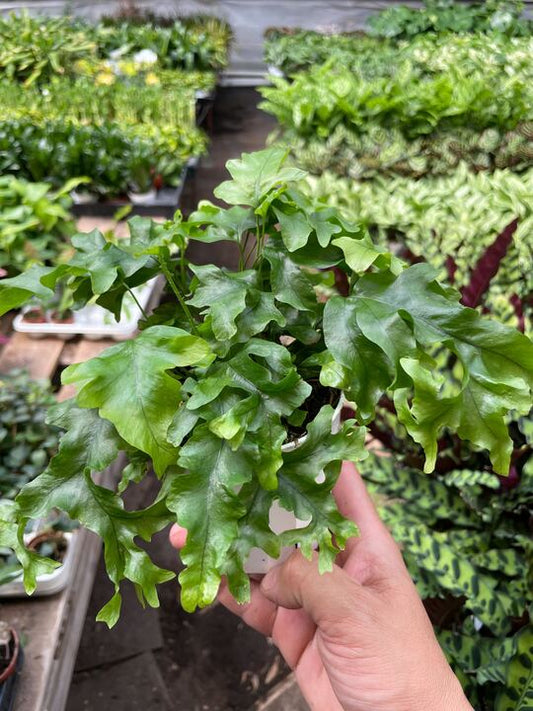 Fern 'Nicolas Diamond' Indoor Plant - Mental Houseplants™