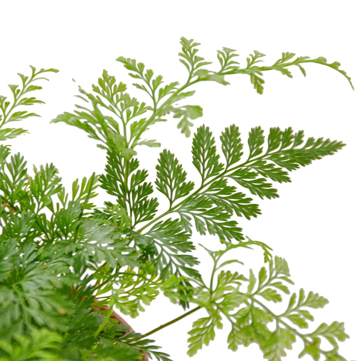 Fern 'Rabbit's Foot' Indoor Plant - Mental Houseplants™