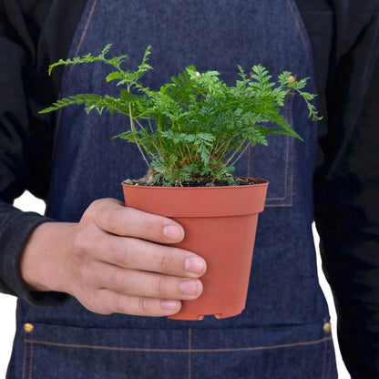 Fern 'Rabbit's Foot' Indoor Plant - Mental Houseplants™