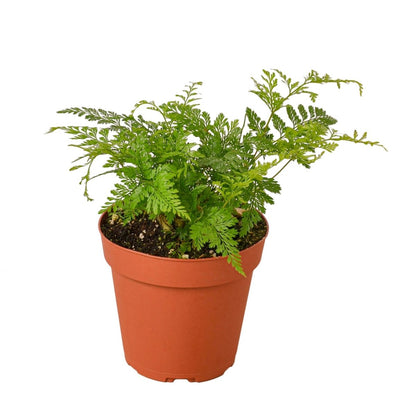 Fern 'Rabbit's Foot' Indoor Plant - Mental Houseplants™