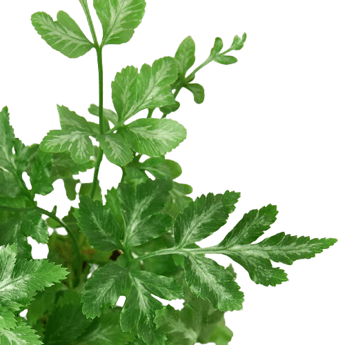 Fern 'Silver Lace' Indoor Plant - Mental Houseplants™