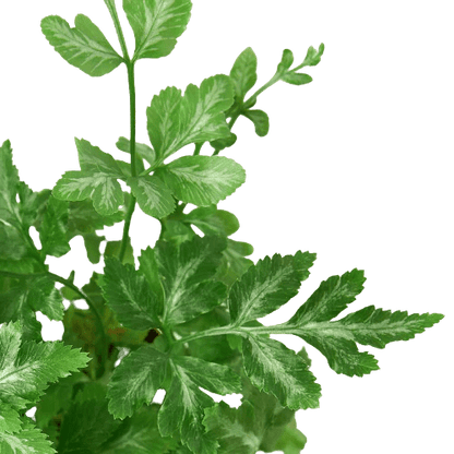 Fern 'Silver Lace' Indoor Plant - Mental Houseplants™