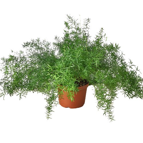 Fern 'Sprengeri' Indoor Plant - Mental Houseplants™