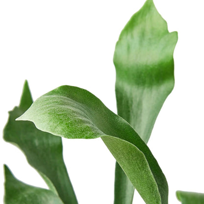 Fern 'Staghorn' Indoor Plant - Mental Houseplants™