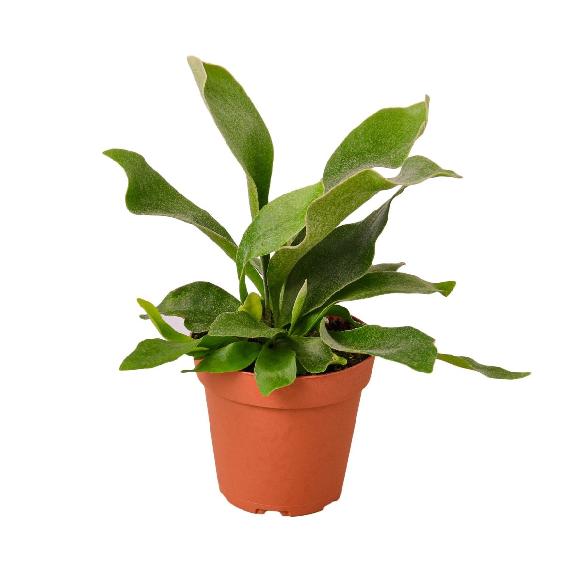 Fern 'Staghorn' Indoor Plant - Mental Houseplants™