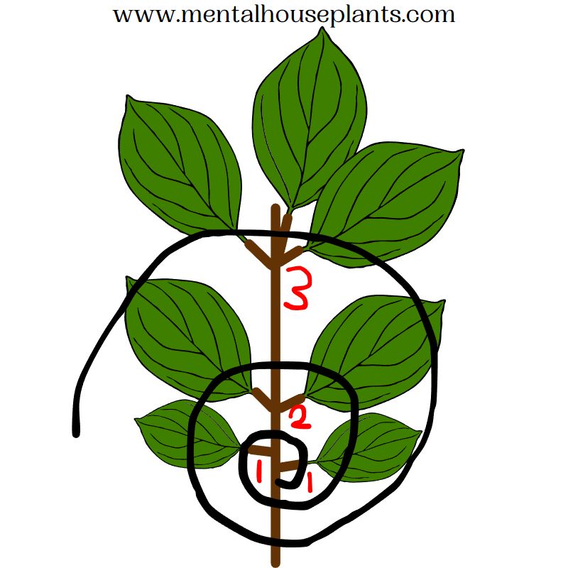 A drawing of Fibonacci's spiral in the growth of the Ficus Fiddle Leaf Fig.