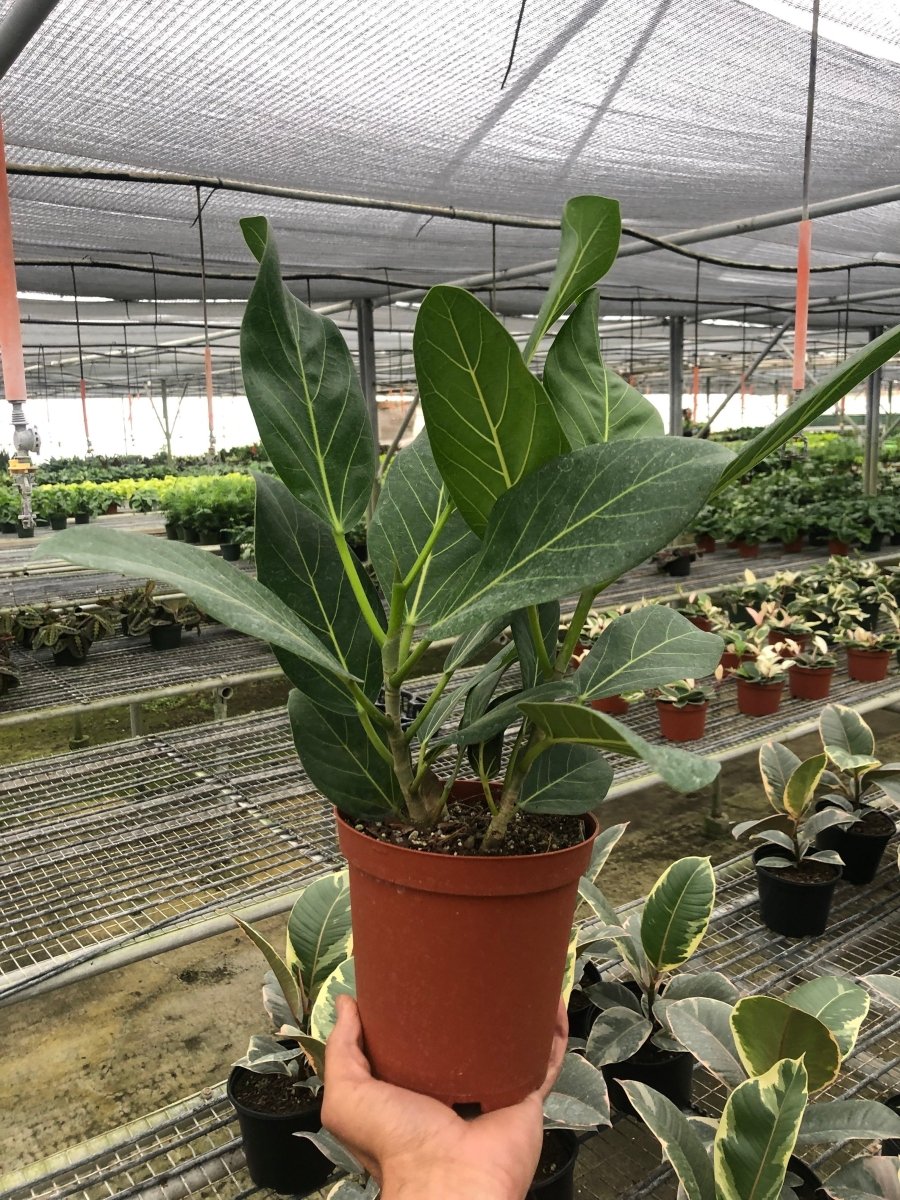 Ficus 'Audrey' Indoor Plant - Mental Houseplants™