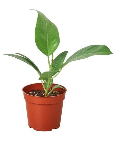 Ficus 'Audrey' Indoor Plant - Mental Houseplants™