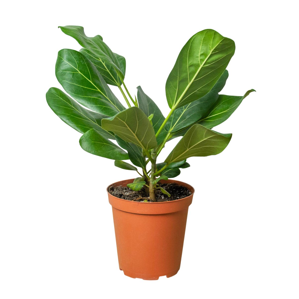 Ficus 'Audrey' Indoor Plant - Mental Houseplants™