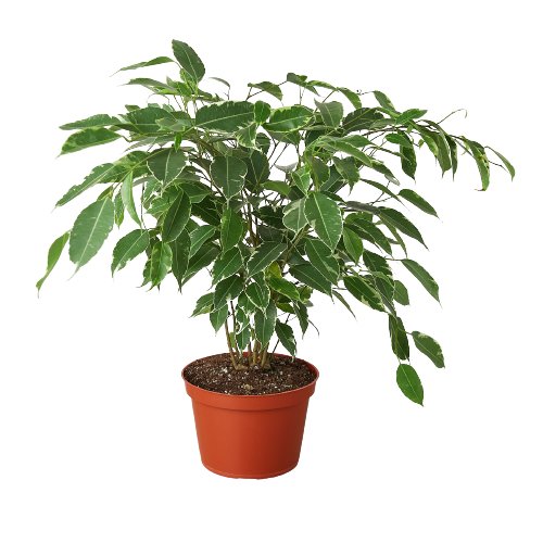 Ficus 'Breeze' Indoor Plant - Mental Houseplants™