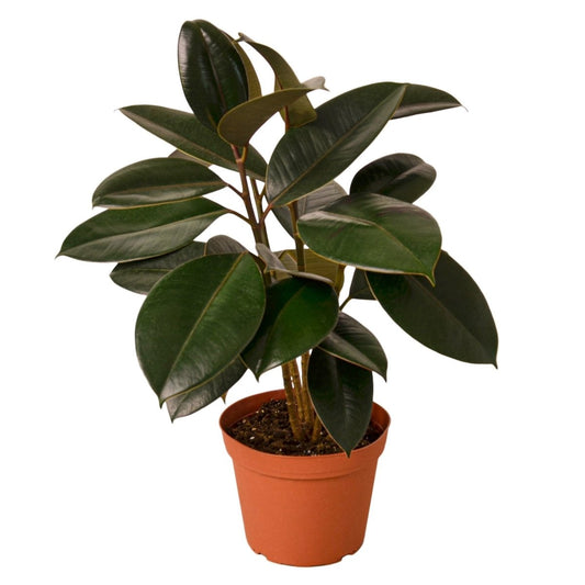 Ficus 'Burgundy' Indoor Plant - Mental Houseplants™