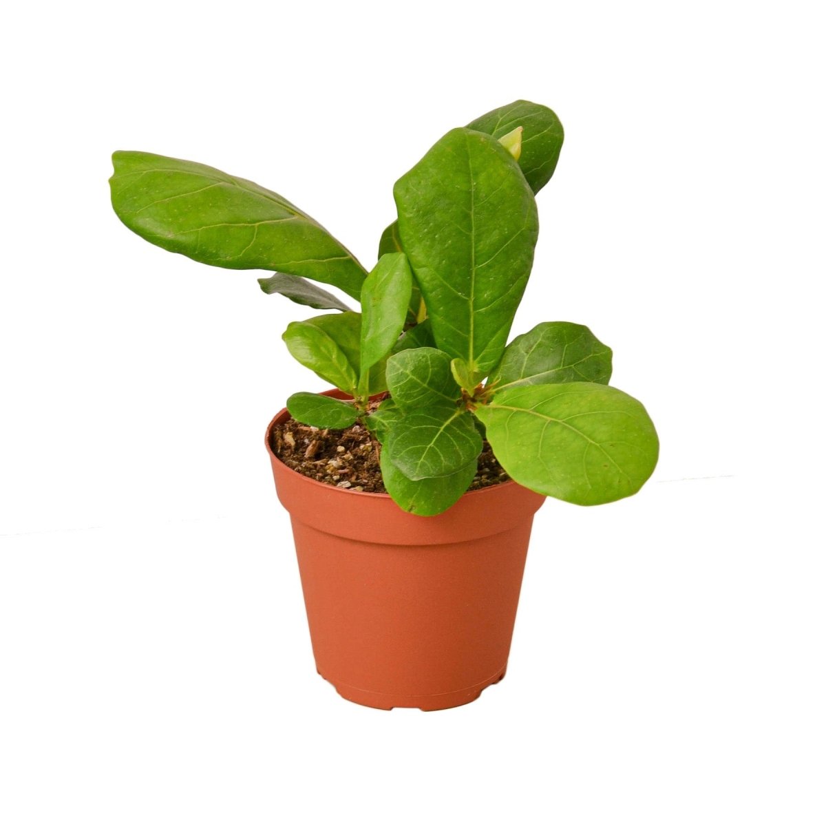 Ficus 'Fiddle Leaf Fig' Indoor Plant - Mental Houseplants™