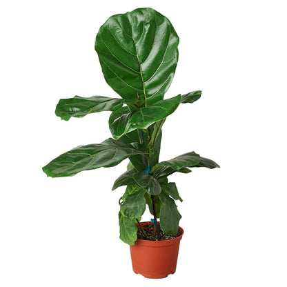 Ficus 'Fiddle Leaf Fig' Indoor Plant - Mental Houseplants™