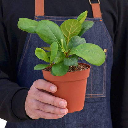 Ficus 'Fiddle Leaf Fig' Indoor Plant - Mental Houseplants™