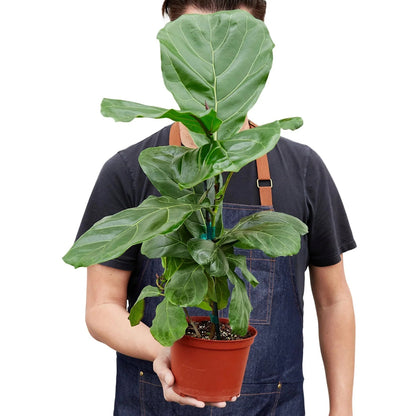 Ficus 'Fiddle Leaf Fig' Indoor Plant - Mental Houseplants™