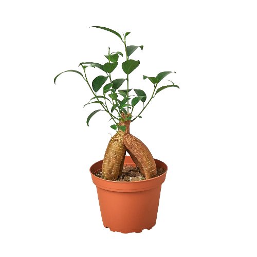 Ficus 'Ginseng' Indoor Plant - Mental Houseplants™