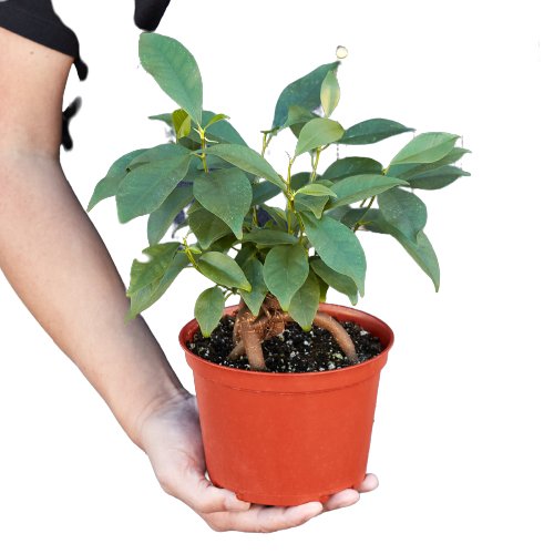 Ficus 'Ginseng' Indoor Plant - Mental Houseplants™