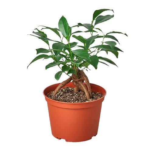 Ficus 'Ginseng' Indoor Plant - Mental Houseplants™