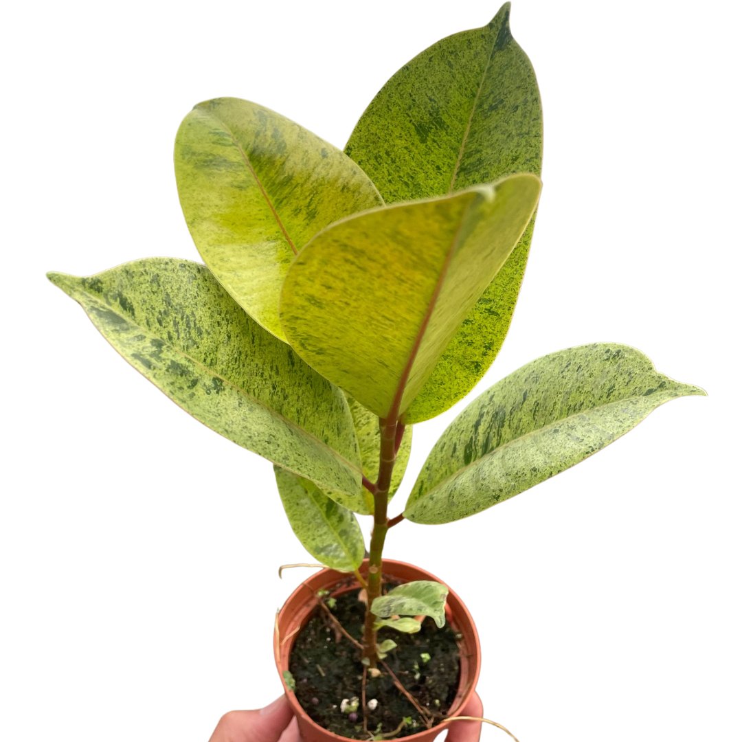 Ficus 'Moonshine' Indoor Plant - Mental Houseplants™