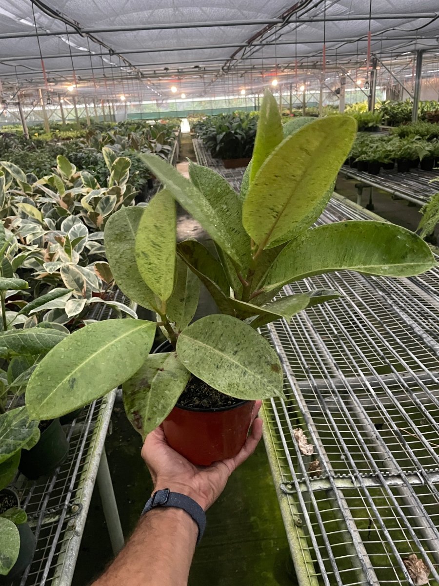 Ficus 'Moonshine' Indoor Plant - Mental Houseplants™