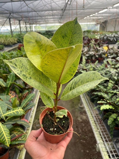 Ficus 'Moonshine' Indoor Plant - Mental Houseplants™