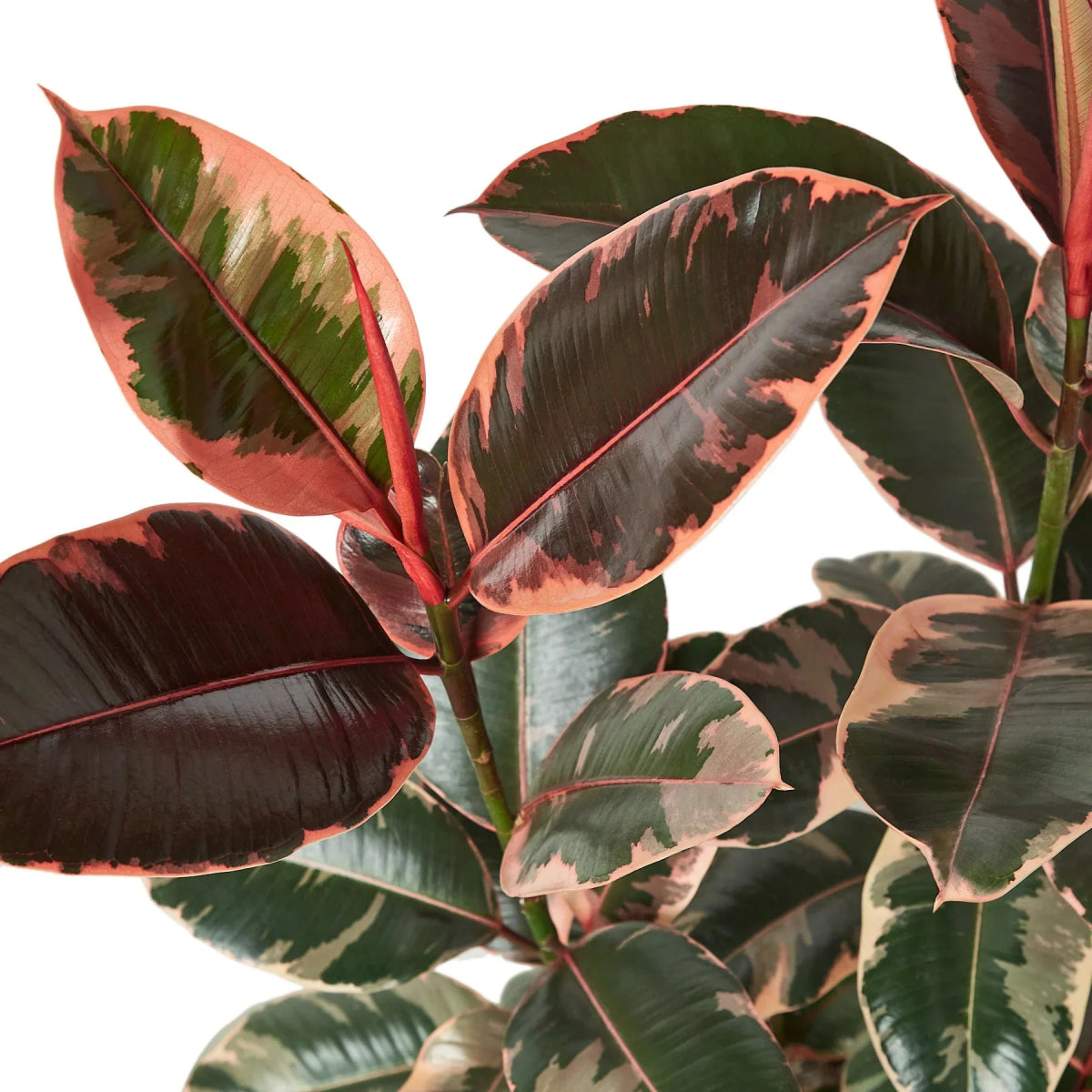 Ficus 'Ruby Pink' Indoor Plant - Mental Houseplants™