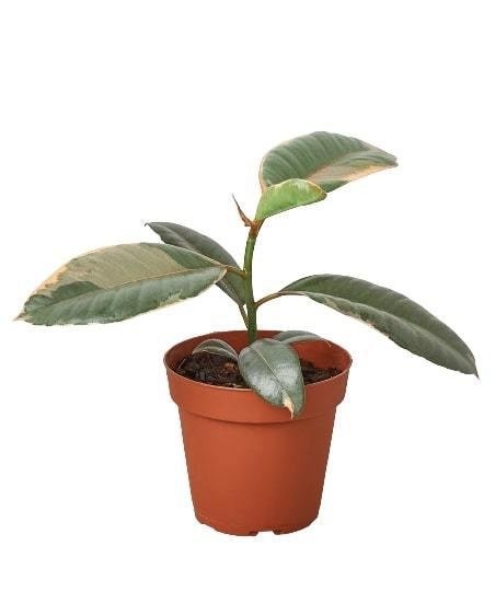 Ficus 'Ruby Pink' Indoor Plant - Mental Houseplants™