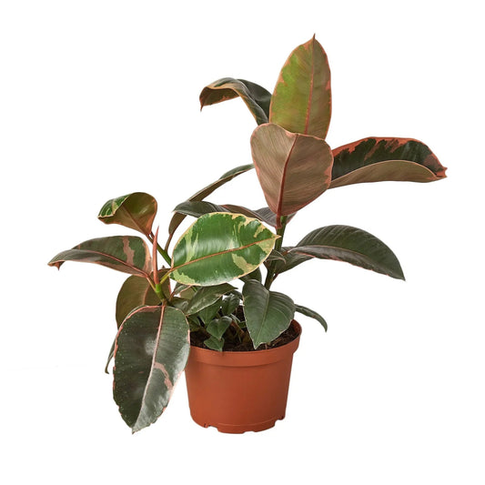 Ficus 'Ruby Pink' Indoor Plant - Mental Houseplants™