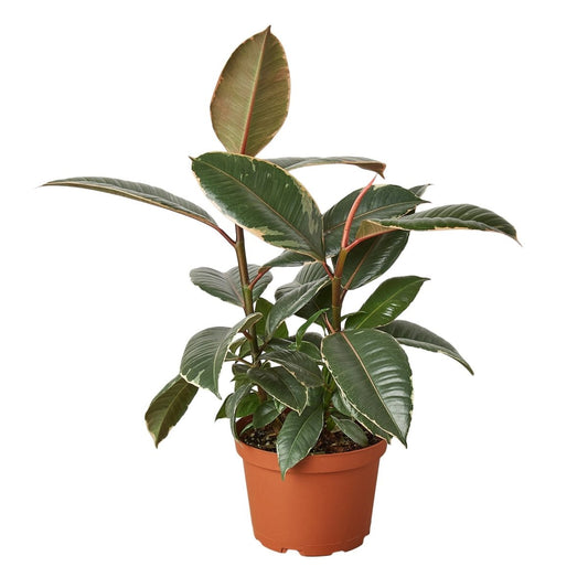 Ficus 'Tineke' Indoor Plant - Mental Houseplants™