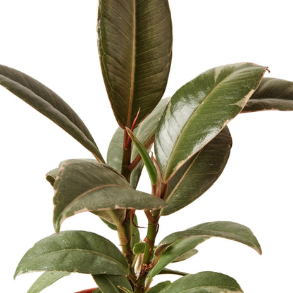 Ficus 'Tineke' Indoor Plant - Mental Houseplants™