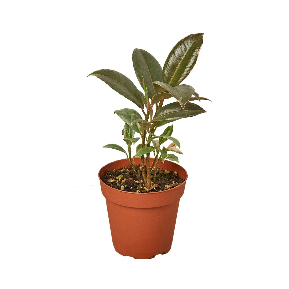 Ficus 'Tineke' Indoor Plant - Mental Houseplants™