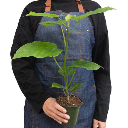 Ficus 'Umbrella' Indoor Plant - Mental Houseplants™