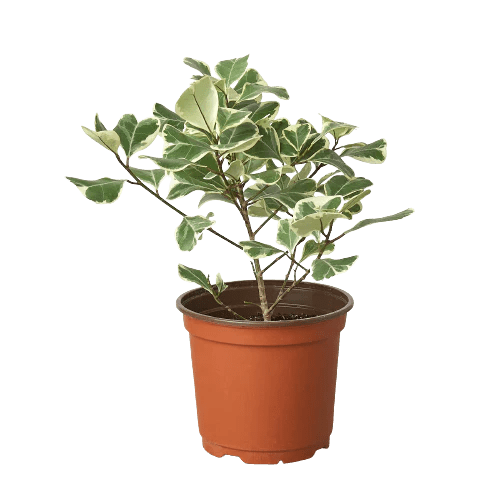 Ficus 'Variegated Triangularis' Indoor Plant - Mental Houseplants™