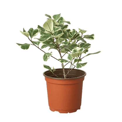 Ficus 'Variegated Triangularis' Indoor Plant - Mental Houseplants™