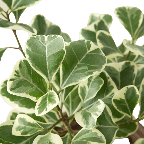 Ficus 'Variegated Triangularis' Indoor Plant - Mental Houseplants™