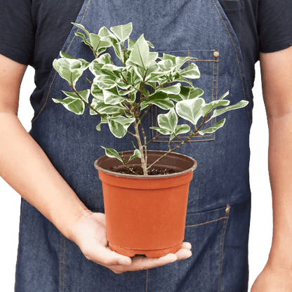 Ficus 'Variegated Triangularis' Indoor Plant - Mental Houseplants™